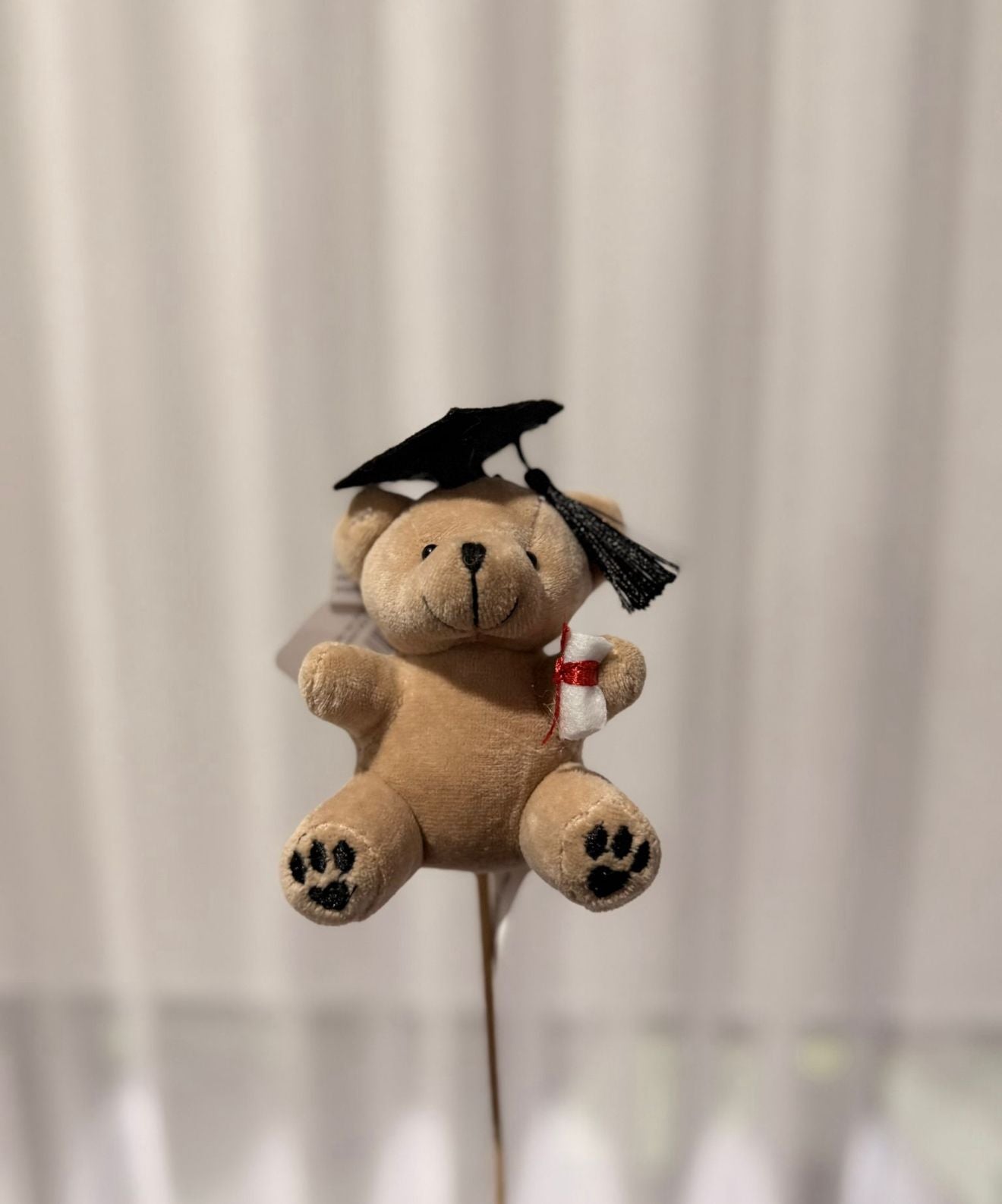 Graduation Bear Stem